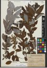 Foto von Salix rosthornii Seemen